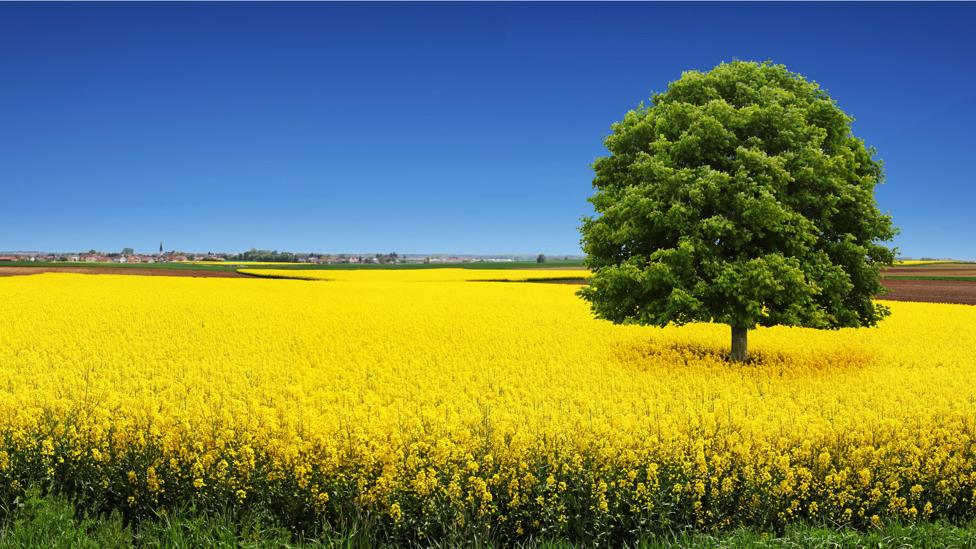 Canola Field - Canada Canola Oil